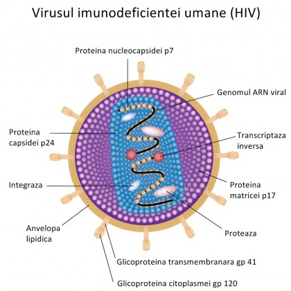 hiv-virus