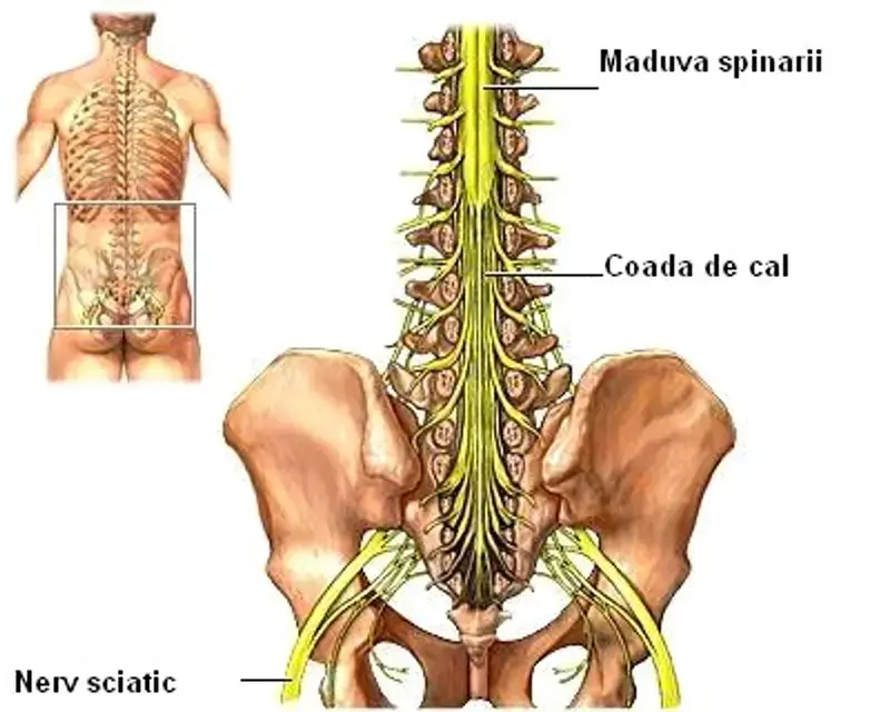 coada-cal